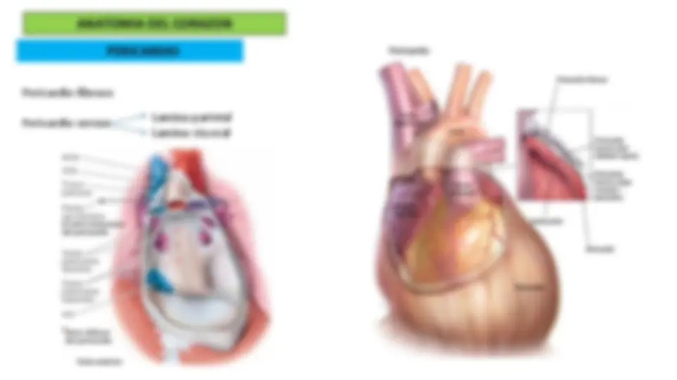 Anatomía del Corazón: Configuración Externa y Interna | Diapositivas de ...