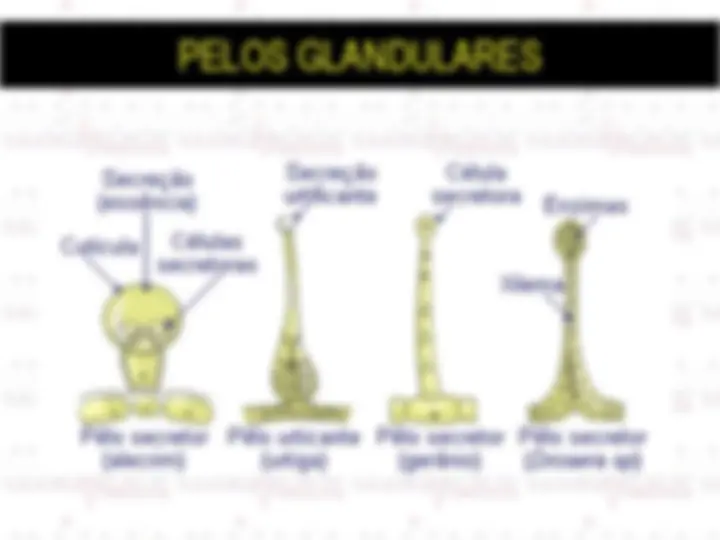 pf16