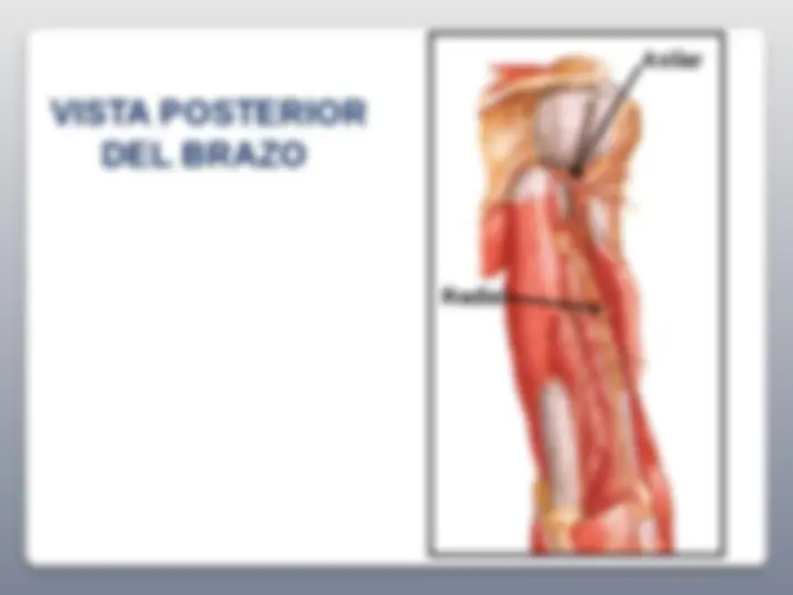 pf23