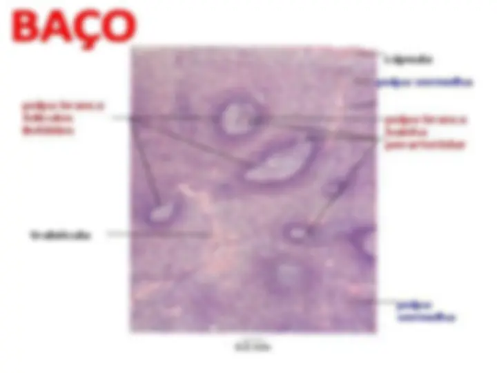 pf18