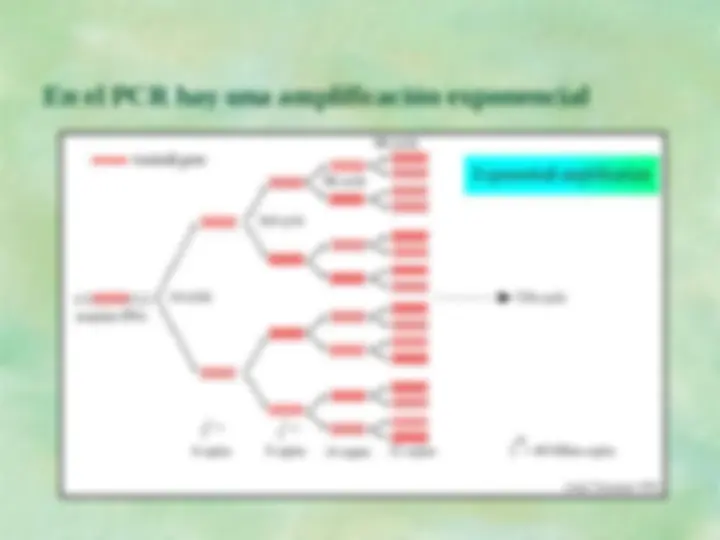 pf1b