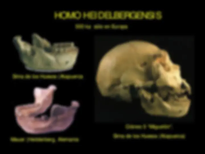 La evolución de los homínidos: del Australopithecus al Homo Sapiens ...