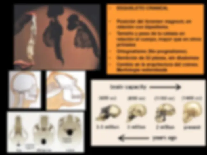 La evolución de los homínidos: del Australopithecus al Homo Sapiens ...
