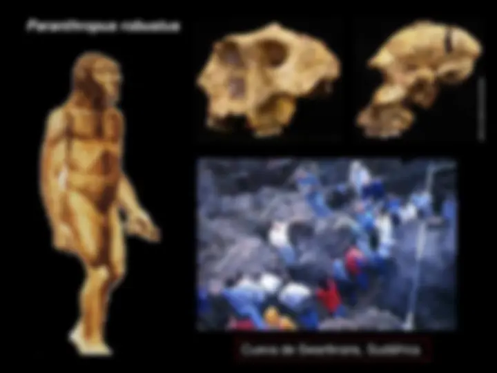 La evolución de los homínidos: del Australopithecus al Homo Sapiens ...