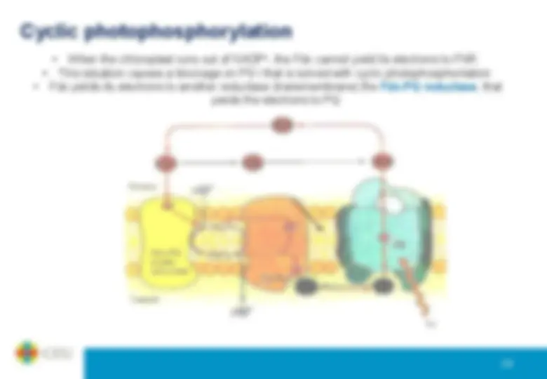 pf23