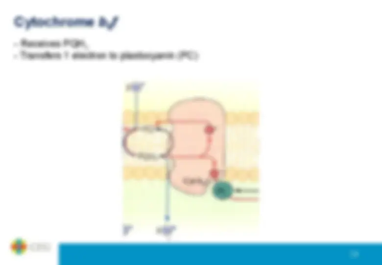 pf1b