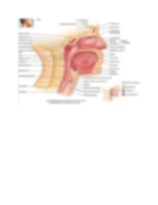 BIOS 255 (2024 Update) Final Exam Anatomy and Physiology III Study ...