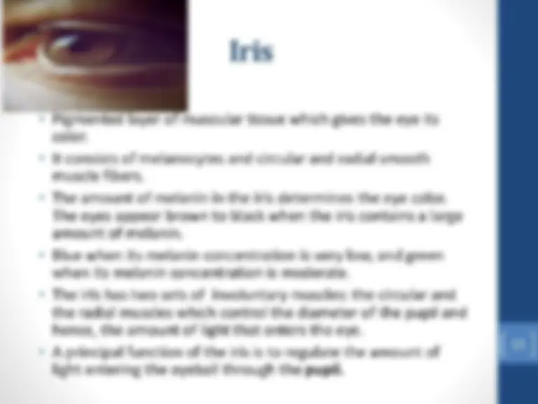 Eye Slides Matrix Anatomy of eye Presentation | Slides Nursing | Docsity