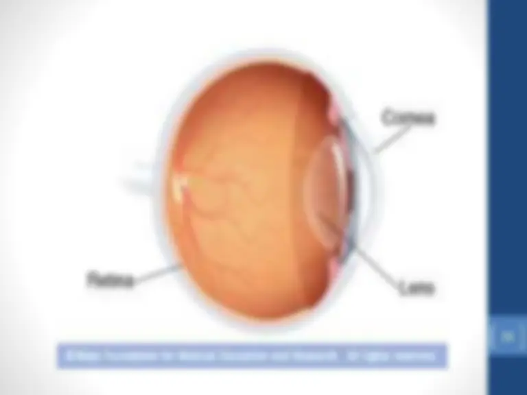 Eye Slides Matrix Anatomy of eye Presentation | Slides Nursing | Docsity