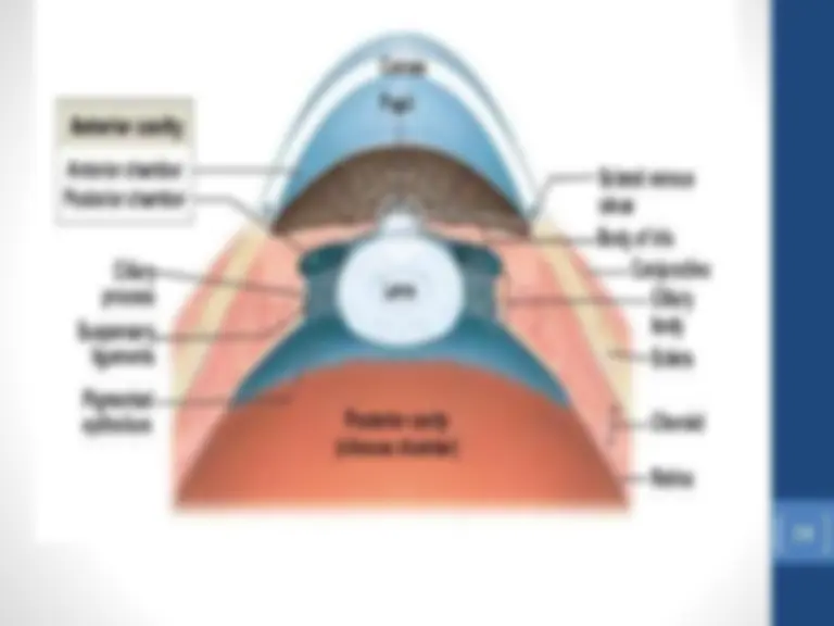 Eye Slides Matrix Anatomy of eye Presentation | Slides Nursing | Docsity
