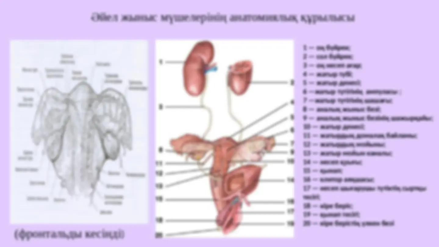 Жатыр мойнының жанында жыныс мүшесін қысыңыз