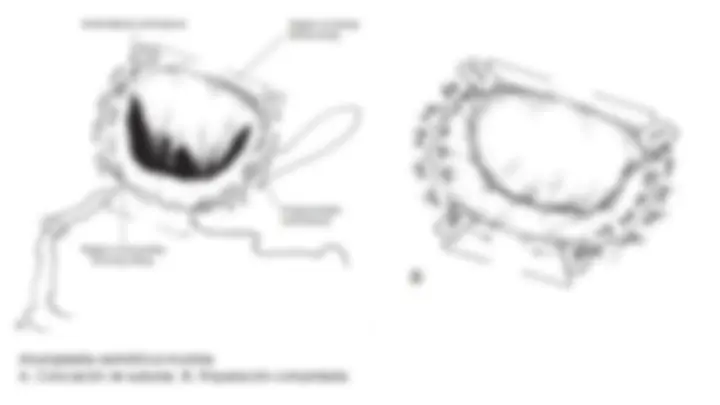 pf29