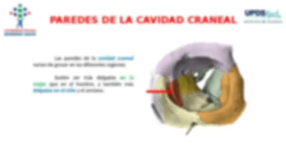 Anatomía del Cráneo: Estructura, Huesos y Regiones | Diapositivas de ...