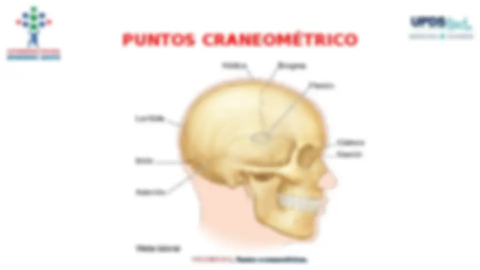 Anatomía del Cráneo: Estructura, Huesos y Regiones | Diapositivas de ...