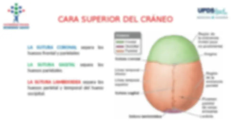 Anatomía del Cráneo: Estructura, Huesos y Regiones | Diapositivas de ...