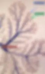 pfd