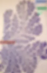 pfe