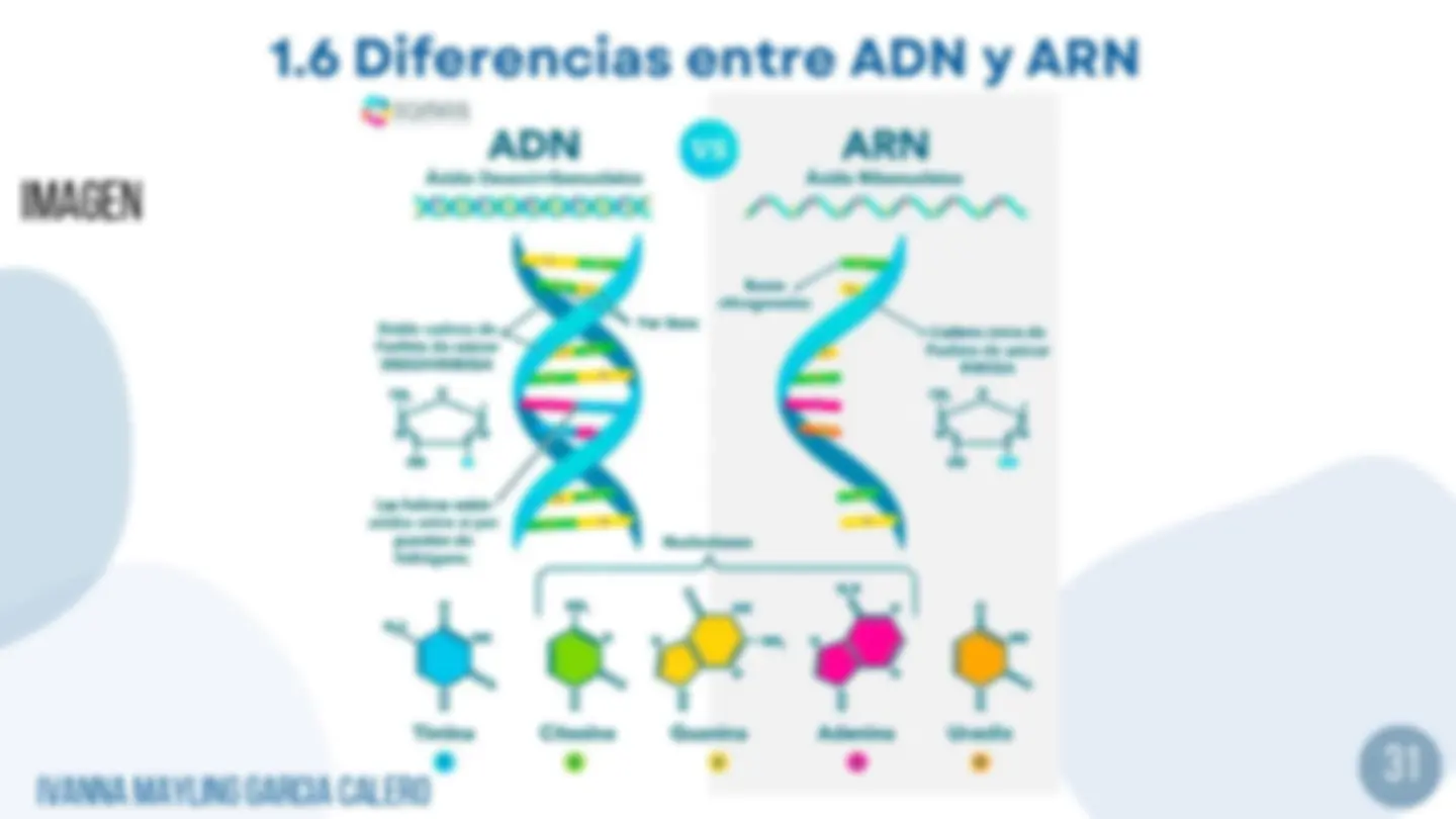 Estructura y Funciones del ADN y ARN: Apuntes de Biología Molecular ...