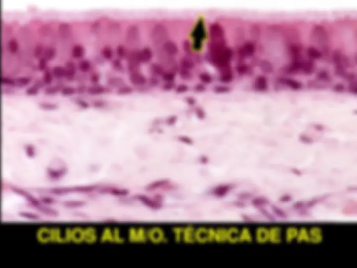 pf23