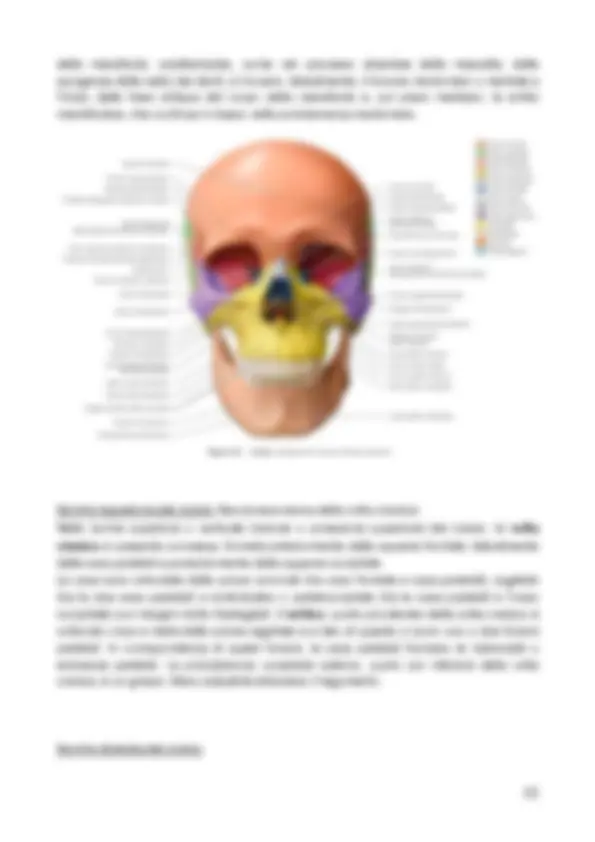 Trattato di Anatomia Umana - Anastasi vol. 1 (Locomotore) | Appunti di