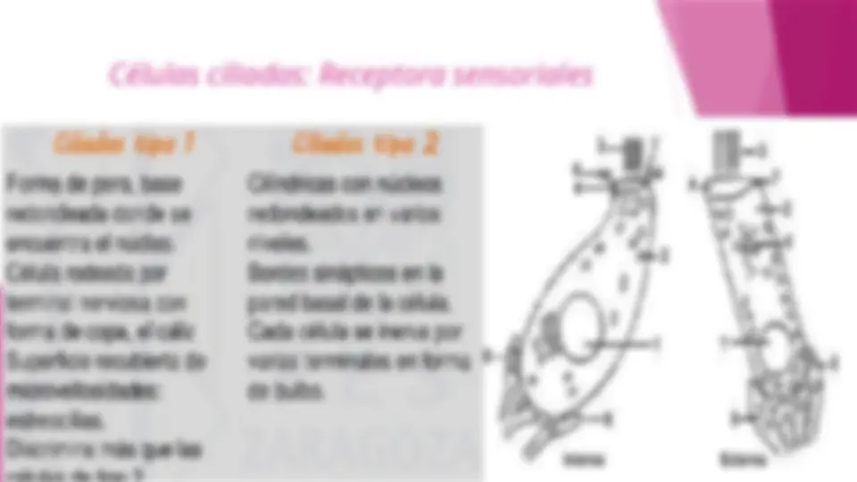 pf13