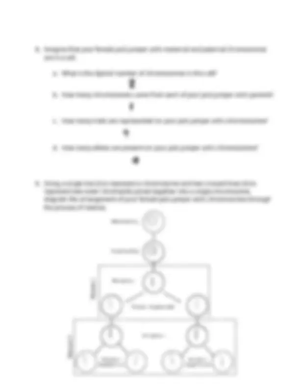 BIO 101 Lab 09: Mitosis and Meiosis Worksheet comprehensive and updated ...