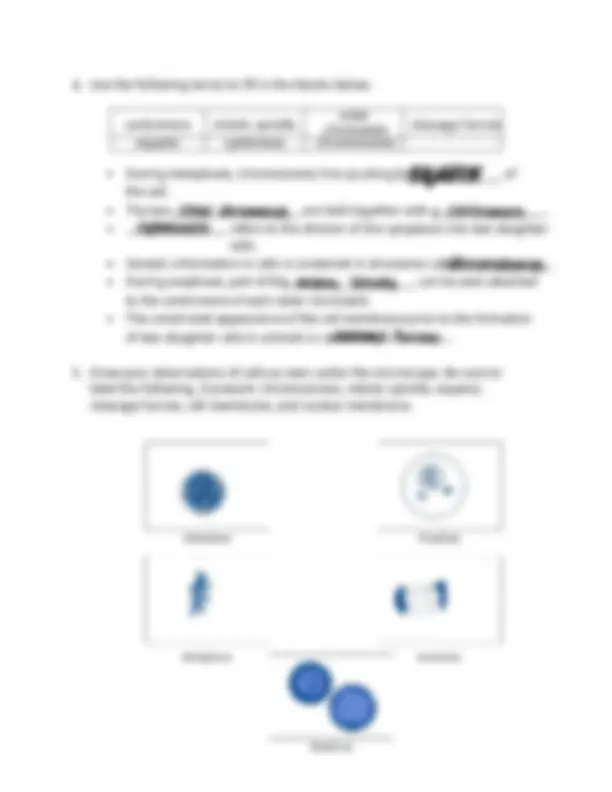 BIO 101 Lab 09: Mitosis and Meiosis Worksheet comprehensive and updated ...