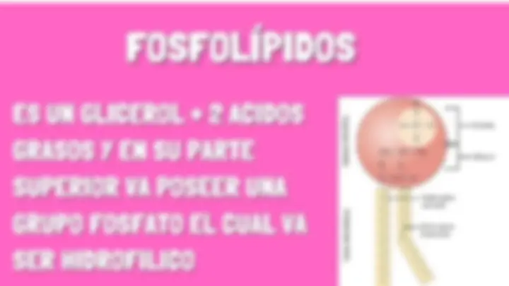 pf26