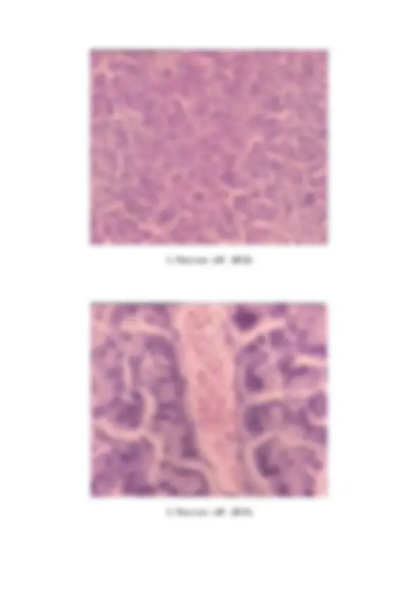 pf33