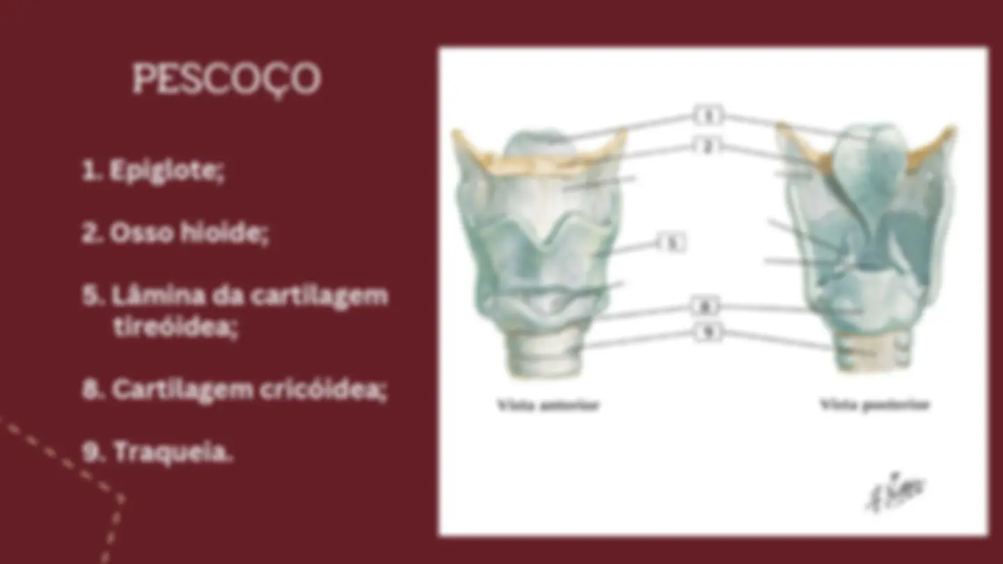 resumo de anatomia de cabeca e pescoco | Notas de estudo Anatomia | Docsity