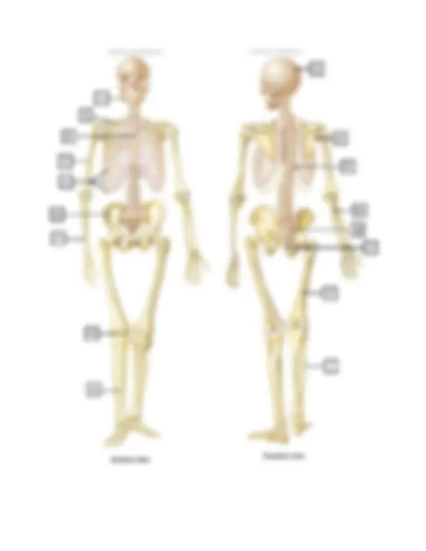 Complete Lab Skeleton BIO 163 Lab 3: Skeletal System (Fayetteville Technical Community ...