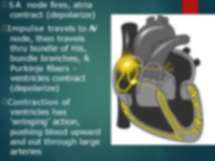 pf24