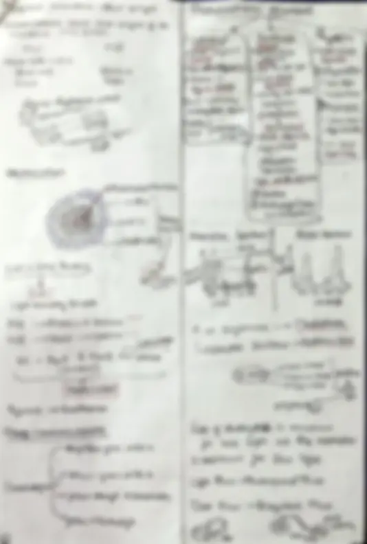 NEET Photosynthesis in Higher plants NCERT class 11 | Study notes ...