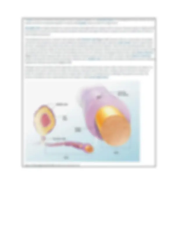 BIOD 152 Essential Human Anatomy and Physiology 2 Exam 1 Diagrams with ...