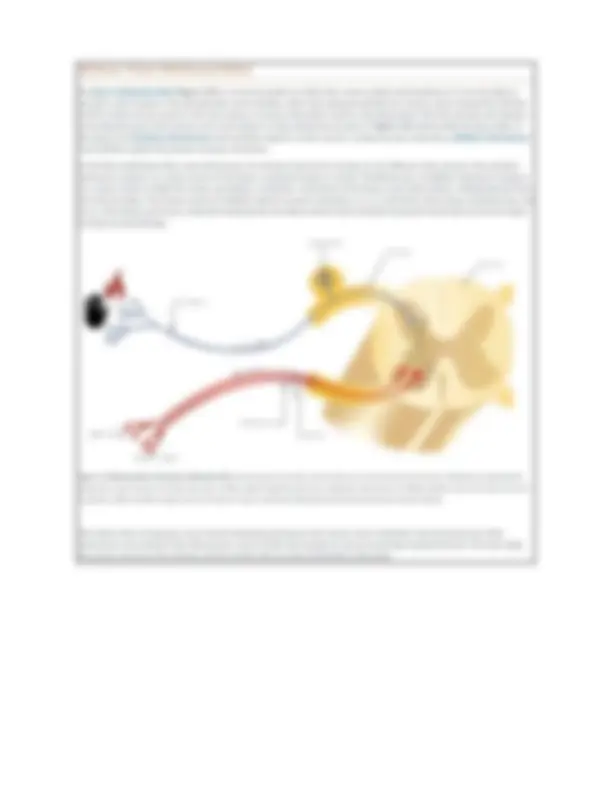 BIOD 152 Essential Human Anatomy and Physiology 2 Exam 1 Diagrams with ...