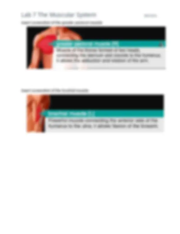 lab 7 - - x - sql-nug Images High Quality Grahic 2025 BIO 201L Lab 7 The Muscular System COMPLETE NEW LAB SOLUTION ...