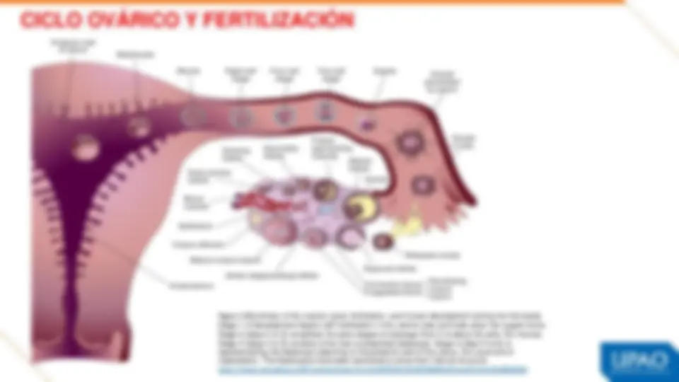pf1b