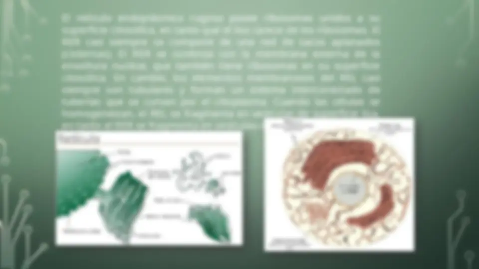 pf4