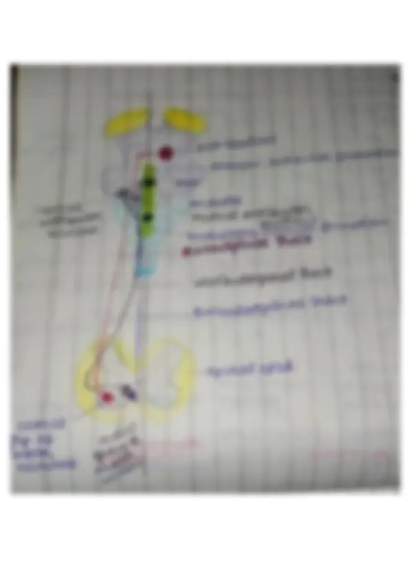 Descending Tracts Notes Physiology | Study notes Human Physiology | Docsity