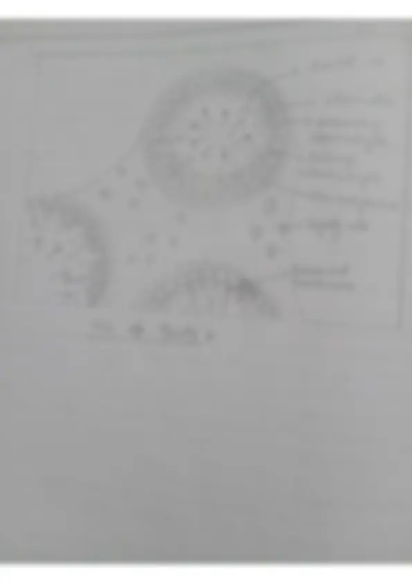pf1b