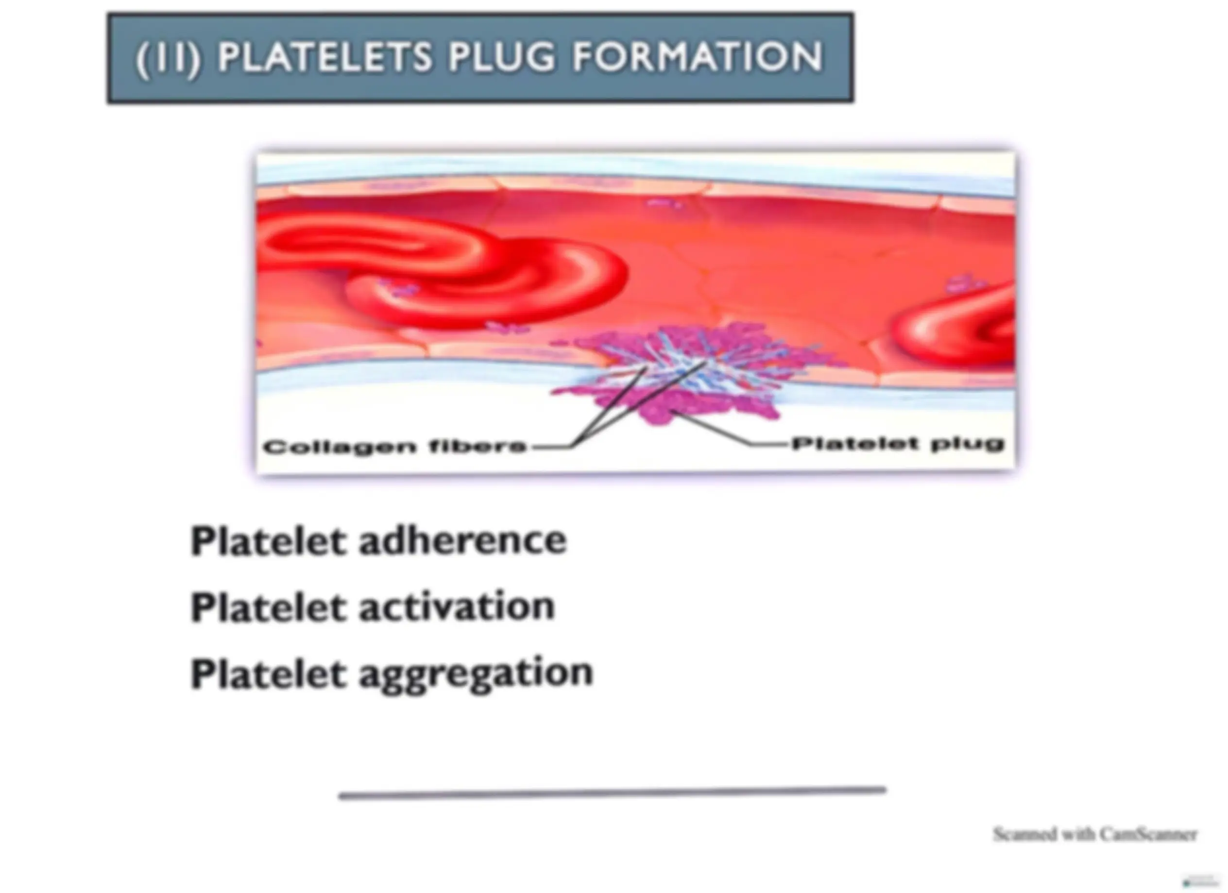pf2f