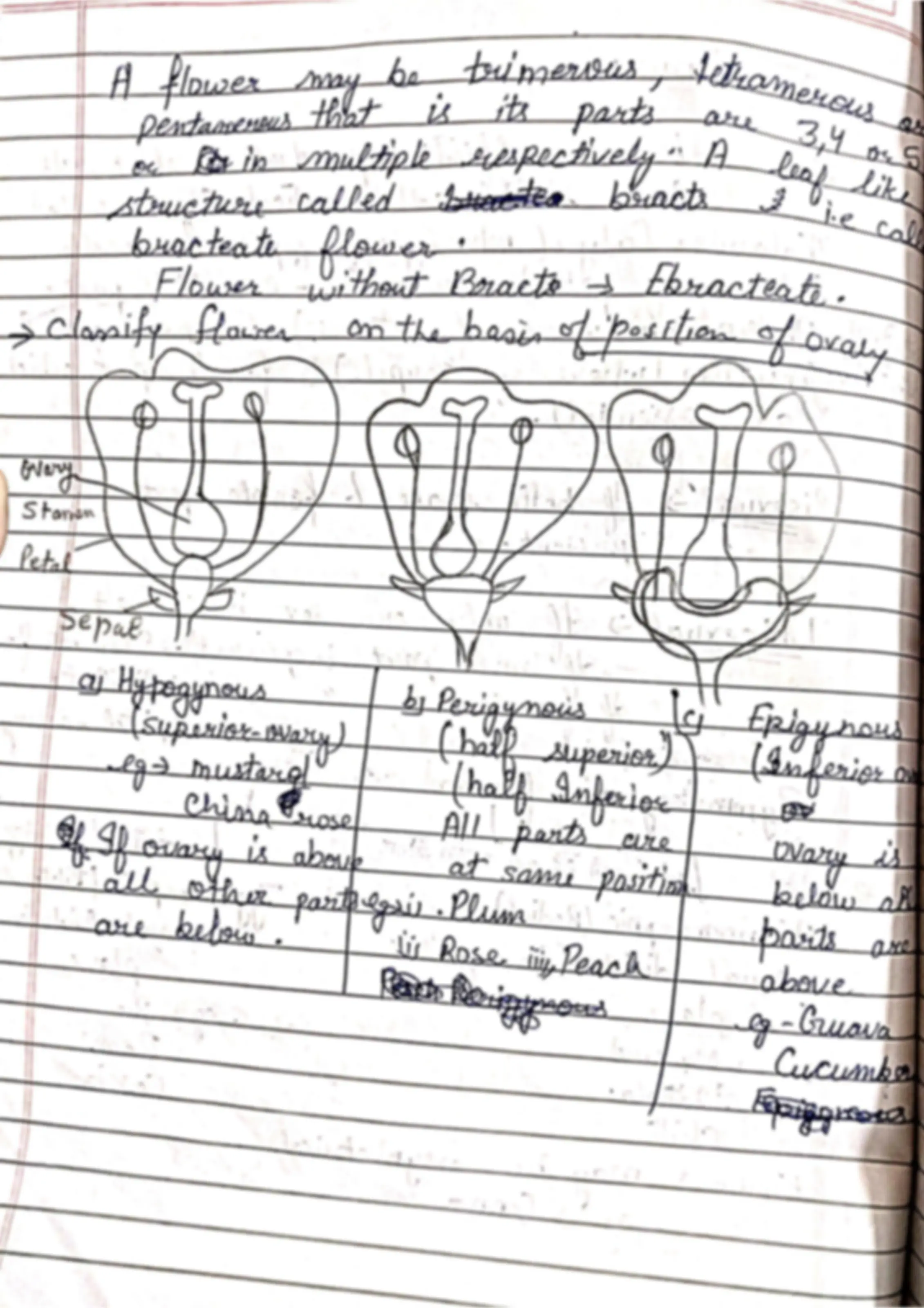 Class 11 .Biology chapter 5 morphology of Flowering plants | Lecture ...