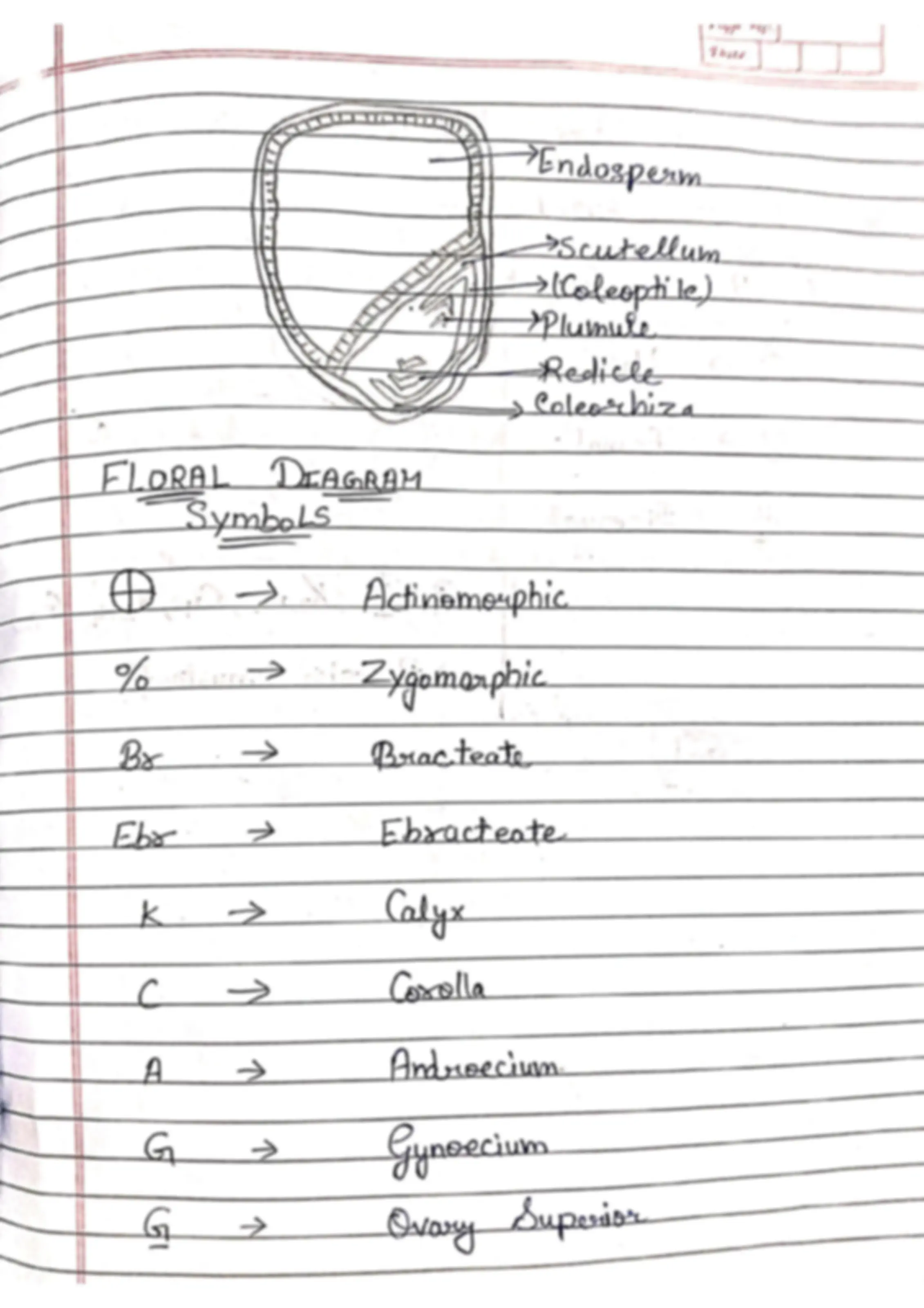 Class 11 .Biology chapter 5 morphology of Flowering plants | Lecture ...