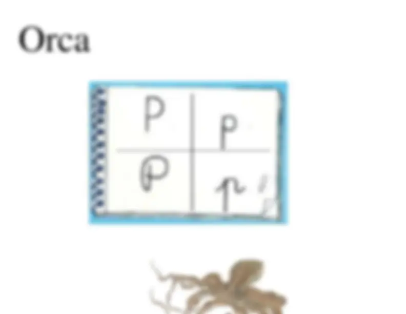 pf13