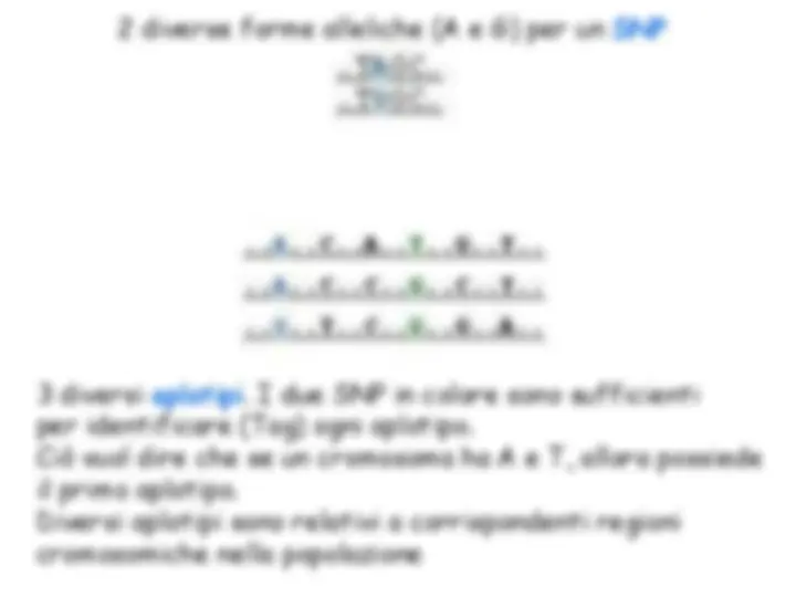 pf1f