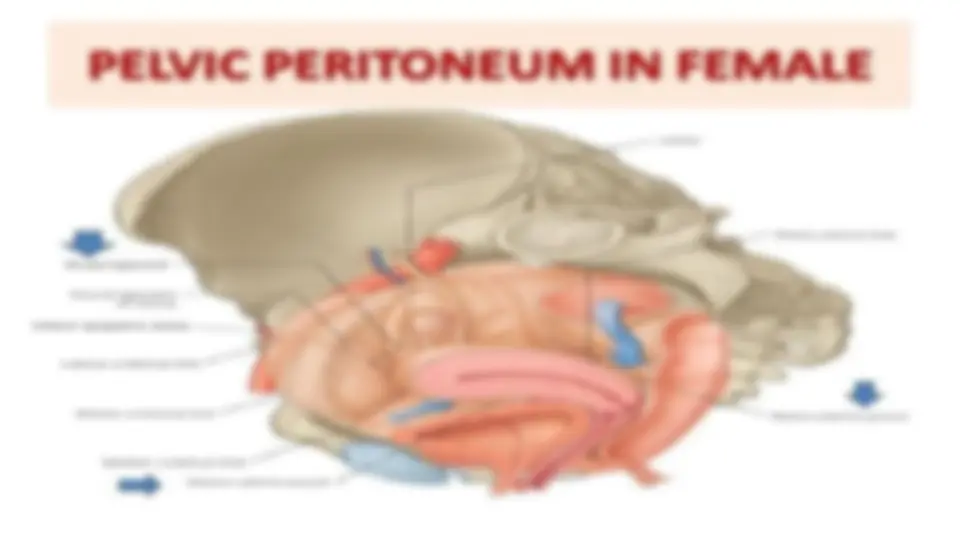 pf26