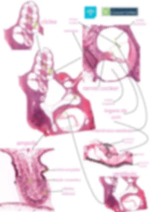 pf2