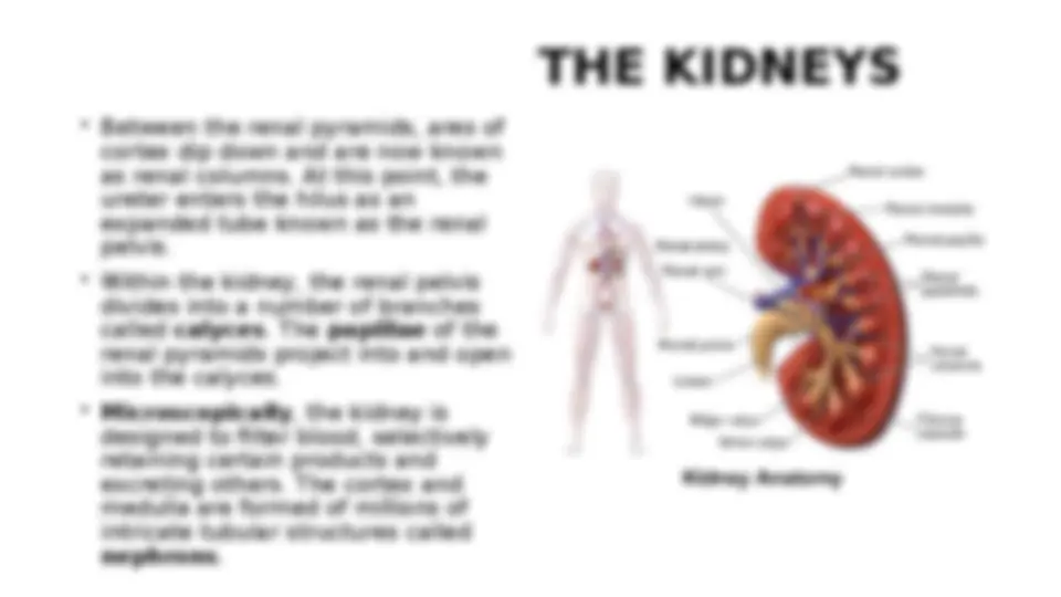 Urinary system anatomy and physiology | Summaries Anatomy | Docsity