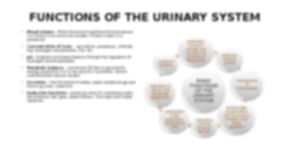 Urinary system anatomy and physiology | Summaries Anatomy | Docsity