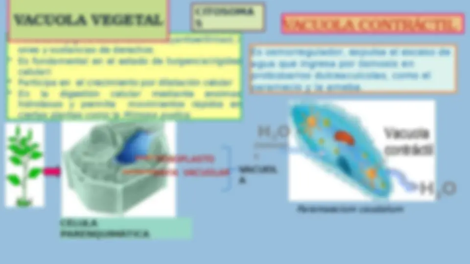 pfe